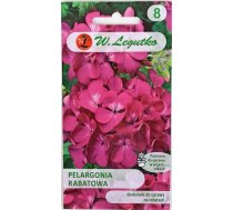 Pelargonijas dārza rozā