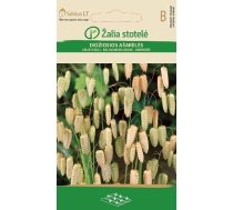 DIŽĀS SNIEGPULKSTENĪTES