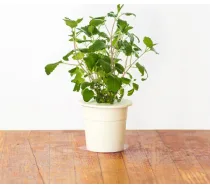 Click & Grow Smart Garden uzpilde Kaķumētra 3gb. 4742793007465