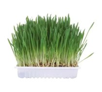 Zāle kaķiem - Trixie Small animal grass, 100gr