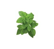 Papildinājumu komplekts click and grow Smart Garden — Dwarf Basil (kinvā), 3 kapsulas