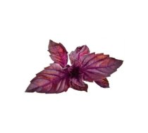 Augļu uzpilde click and grow Smart Garden — Sarkanais baziliks (3 gab.) iekštelpu viedajiem dārziem