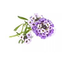Sākuma komplekts Click & Grow Sweet Alyssum augu podiņi