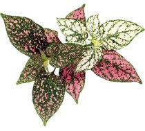 Click & Grow Smart Garden refill Polka Dot Flower 3pcs