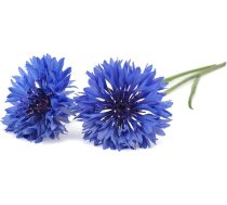 Click & Grow Smart Garden refill Cornflower 3pcs