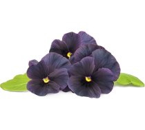 Click & Grow Smart Garden refill Black pansy 3pcs