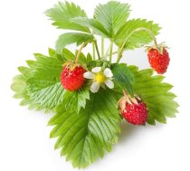 Click & Grow Click and Grow - Smart Garden Refill 3-pack - Wild Strawberry (SGR24X3)