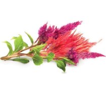 Click & Grow Smart Garden refill Cockscomb 3pcs