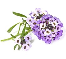 Click & Grow Click and Grow - Smart Garden Refill 3-pack Sweet Alyssum