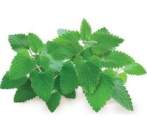 Click & Grow Smart Garden refill Catnip 3pcs
