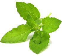 Click & Grow Click and Grow - Smart Garden Refill 3-pack - Holy Basil/tulsi (SGR66X3)