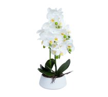 Orhideja IN GARDEN H68cm balts pods