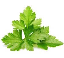 Click & Grow Smart Garden refill Coriander 3pcs | SGR45X3 | 4742793008417 | 83231