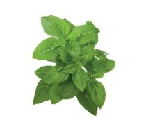 Click & Grow Smart Garden refillrf Basil 3pcs | SGR21X3 | 4742793007380 | 83234