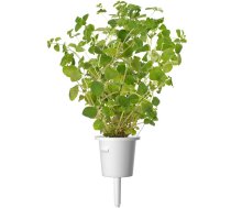 Click And Grow Click and Grow refill oregano | SGR31X3 | 4742793007489 | 86878