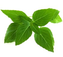 Click & Grow Smart Garden refill Thai Basil 3pcs | SGR37X3 | 4742793007533 | 86880