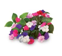 Click & Grow Smart Garden refill Busy Lizzie 3pcs | SGR1X3 | 4742793007274 | 86881