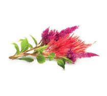 Click & Grow Smart Garden refill Cockscomb 3pcs | SGR4X3 | 4742793007298 | 92536