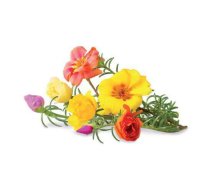 Click & Grow Smart Garden refill Moss Rose 3pcs | SGR26X3 | 4742793007434 | 109369