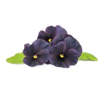 Click & Grow Smart Garden refill Black pansy 3pcs | SGR61X3 | 4742793009230 | 121186