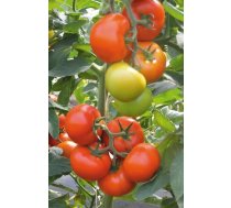 Sēklas Kurzemes sēklas, tomāti Tomato Marmande, 1 g