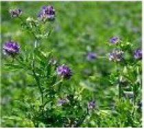 Zāliena sēklas Alfalfa Sowing Gea, 0.2 kg