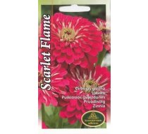 Sēklas cīnijas Scarlet Flame, 4 g