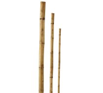 ![CDATA[Mietiņš bambusa 150cm 1gb Besk (109469) | DNA_109469  | 4750959055779]]