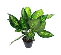 Zaïð augs DIEFFENBACHIA, H45cm, melns pods 301901