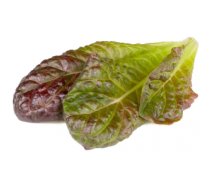 Click & Grow Smart Refill Red romaine lettuce 3pcs