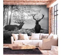 Fototapete Artgeist Deers In The Morning SFT1899SAM, 70 cm x 98 cm