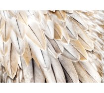 Fototapete Artgeist Close-Up Of Bird'S Wings - Uniform Close-Up On Beige Bird Feathers, 100 cm x 70 cm