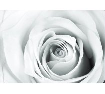 Fototapete Artgeist Rose Charade SNEW011206, 100 cm x 70 cm