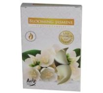 Tējassvece aura blooming jasmine 3-4h 6 gab.