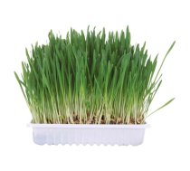 Grass for cats - Trixie Small animal grass, 100gr (111854)