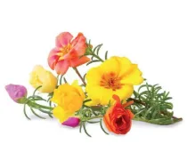 Click Grow Smart Garden uzpilde Muskusroze 3gb. ( SGR26X3 4742793007434 )
