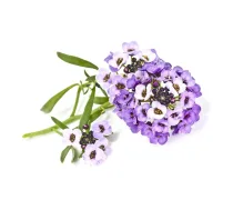 Click Grow Sweet Alyssum Plant Pods ( 1248065 SGR35X3 4742793007519 )