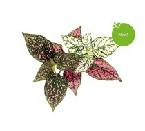 Click and Grow - Smart Garden Refill 3-pack - Polka Dot Plant (SGR48X3)