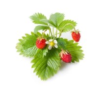 Click and Grow - Smart Garden Refill 3-pack - Wild Strawberry (SGR24X3)