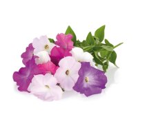 Click and Grow - Smart Garden Refill 3-pack - Petunia (SGR27X3)