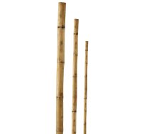 Mietiņš bambusa 120cm 1gb | 4750959055762  | 4750959055762 | 9055762