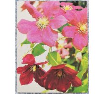 Ziedi 1984 Clematis 7x9 cm MINI PSRS pastkarte