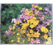 Ziedi 1984 Savvaļas ziedi 7x9 cm MINI PSRS pastkarte