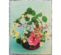 Ziedi 1984 Jasmīns 7x9 cm MINI PSRS pastkarte