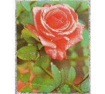 Ziedi 1984 Roze 7x9 cm MINI PSRS pastkarte