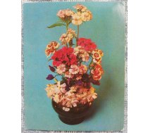 Ziedi 1984 Neļķes 7x9 cm MINI PSRS pastkarte