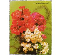 Ziedi 1984 Floksi 7x9 cm MINI PSRS pastkarte