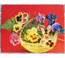 Ziedi 1984 Trīskrāsu vijolītes 9x7 cm MINI PSRS pastkarte