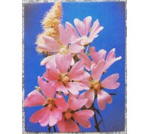 Apsveicu! 1989 Ziedi 7x9 cm MINI PSRS pastkarte