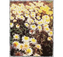 Ziedi 1987 Krizantēmas 7x9 cm MINI PSRS pastkarte